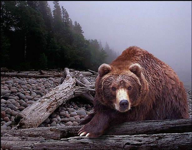 Bear on Pebble Beach