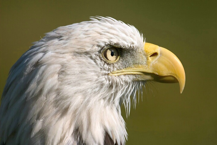 Bald Eagle - ID: 592415 © Robert Hambley