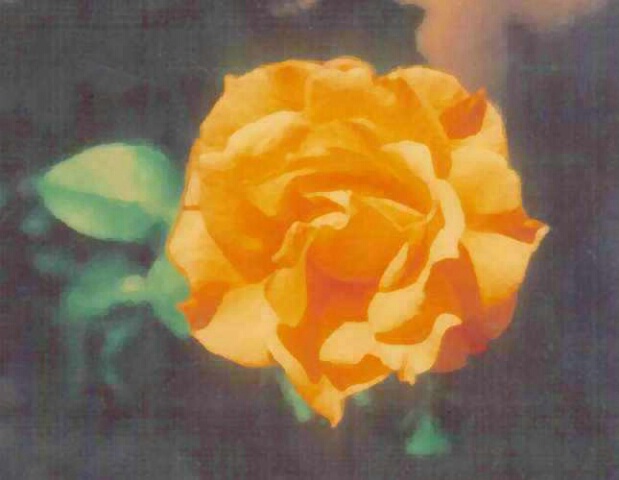 Color of a rose