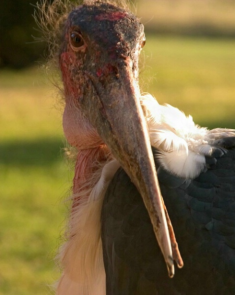 Marabou Stork - ID: 593438 © James E. Nelson