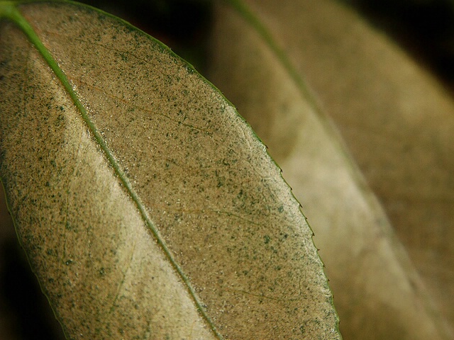 Leaf (and leaf)