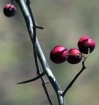 Three
