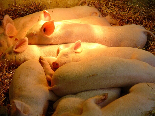 Pile of Piglets