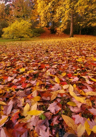 Season of Falling Leaves