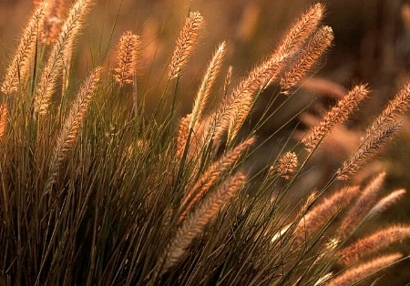 Backlit Grasses