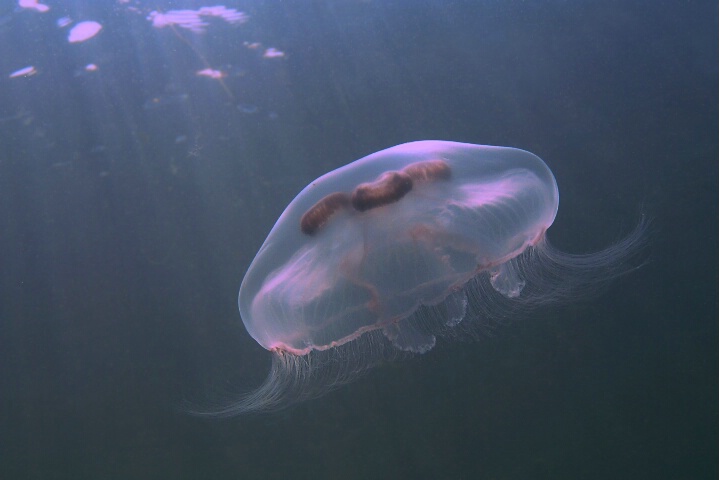 Jellyfish