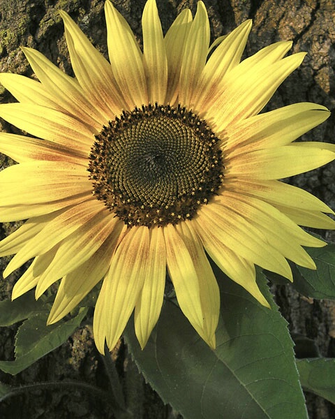 Antique Sunflower