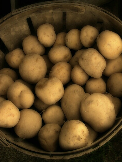 Farmstand Potatoes