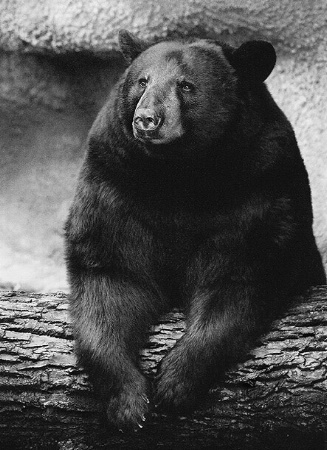 Black Bear Portrait