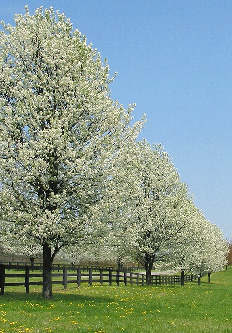 Blossom Row