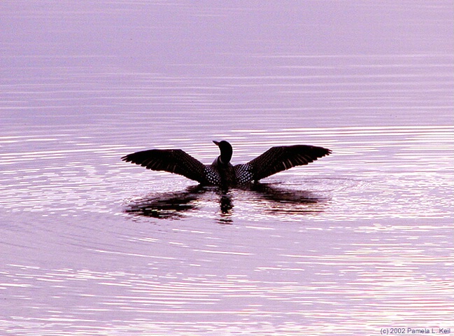 Loon at Dusk -- Resubmit