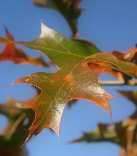 Stubborn Leaf