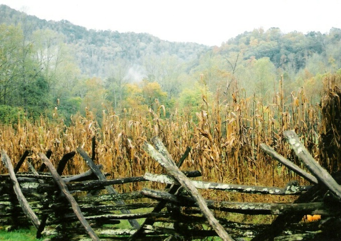 Mountain Corn Field