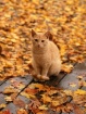 Fall Feline