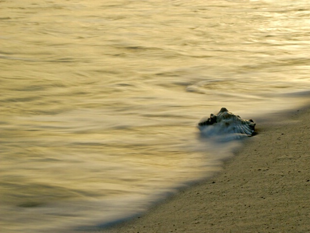 In the Surf