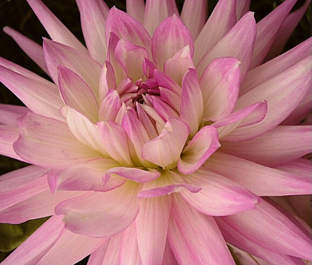 Dahlia Splendor