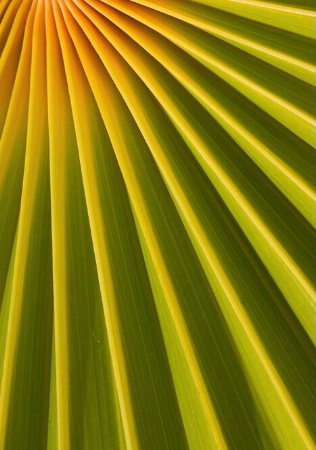 Palm Abstract