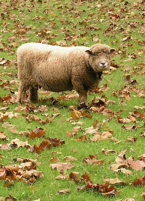 The Happy Sheep
