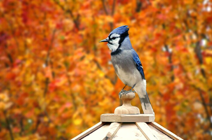 Jay Watcher (W)