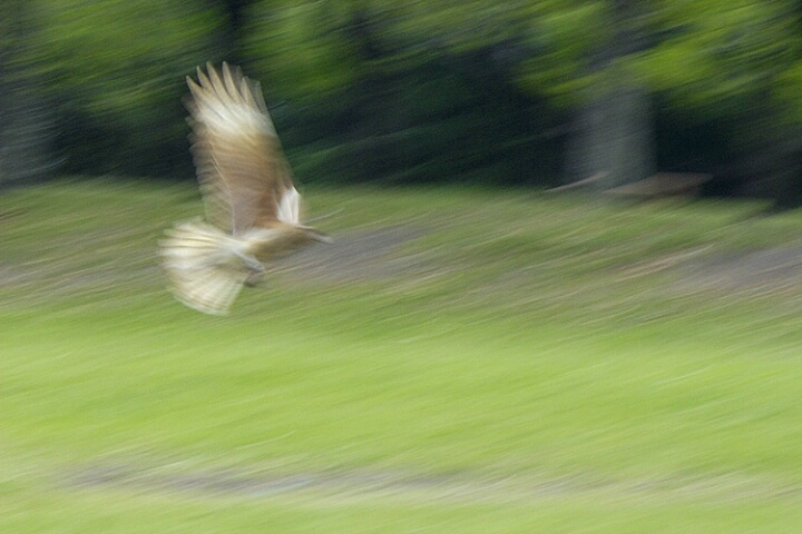 panning#4