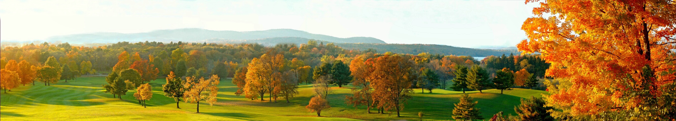 Autumnal Maples