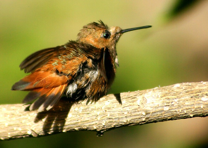 Ruffled Hummer