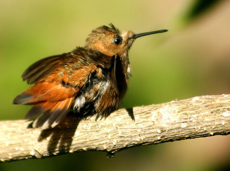 Ruffled Hummer