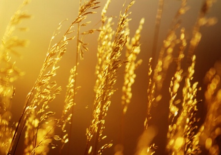 evening grasses