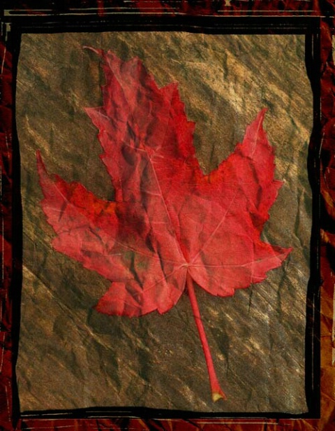 The Last Maple Leaf