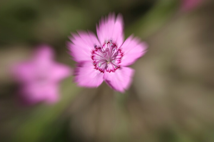 Flower Bloom Zoom-After