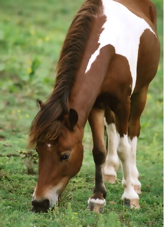 Painted Pony