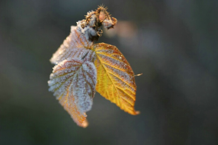 Frosty Butterfly leaves