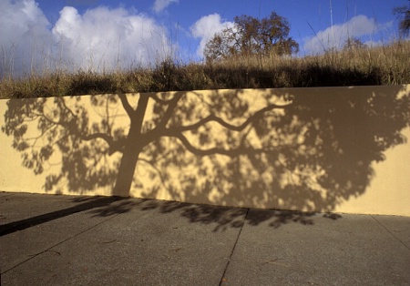 Oak Shadow