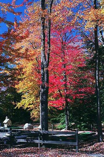 Autumn view in the Pocono Mountains