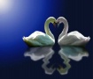 Swan Love.