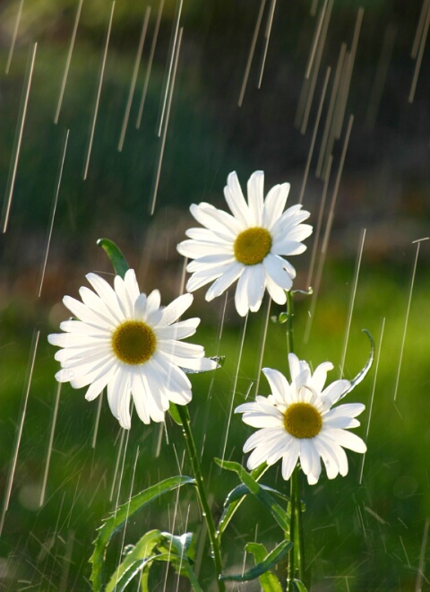 Daisies in the sun and rain