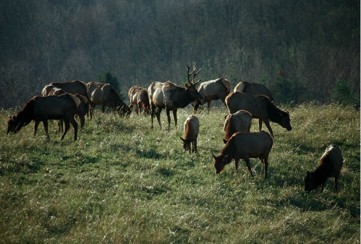 Grazing Elk 1