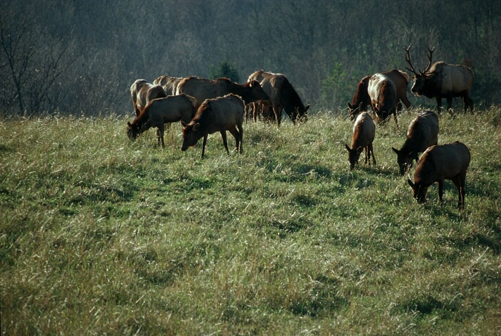 Grazing Elk 2