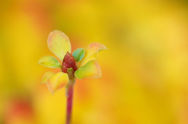 A burst of yellow 