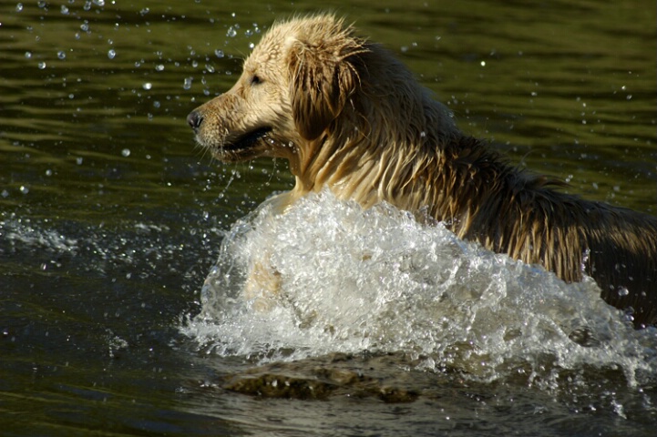 Swimming