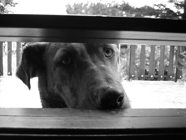 Please, let me in!