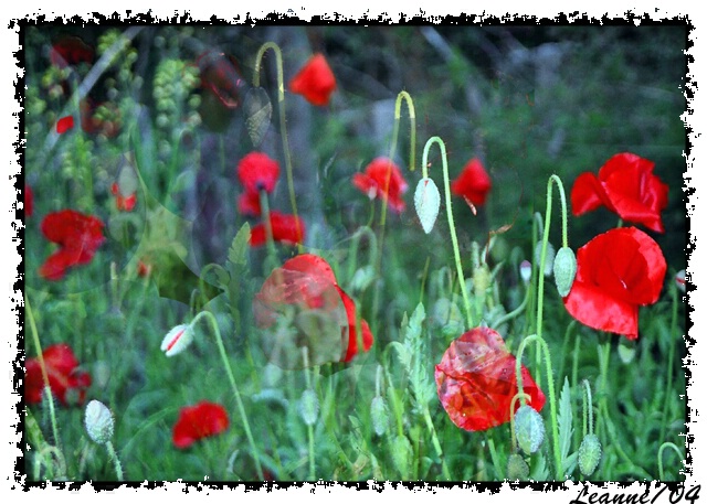 In Flander's Fields 