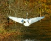Wing Spread
