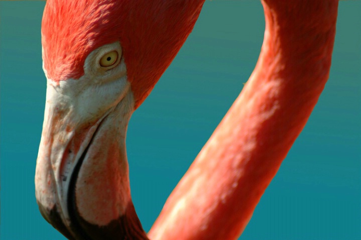 611498 Greater Flamingo