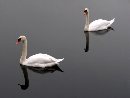 Swan Reflections