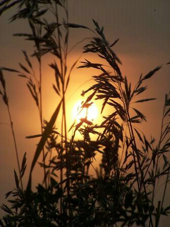 ND grasses at sunset