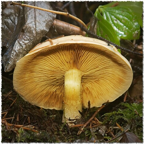 On the forest floor