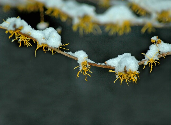 First Snow