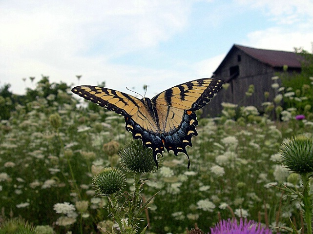 Pretty big Butterfly 