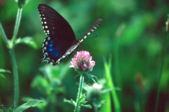 Eastern Black Swallowtail #2
